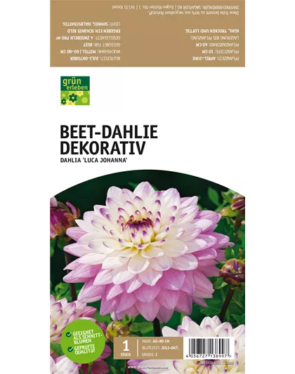 Beet-Dahlie Dekorativ