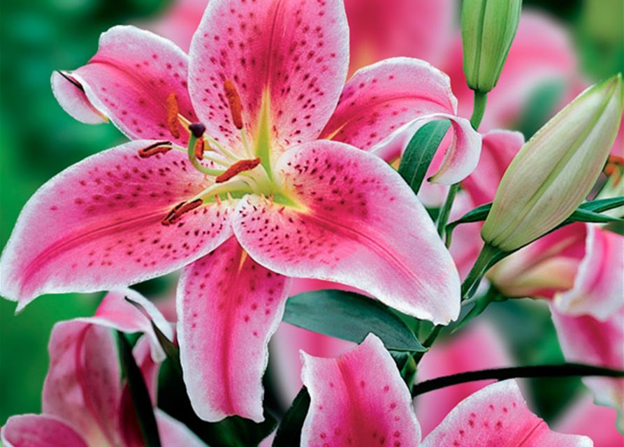 Orientalische Lilien, Grün erleben, Blumenzwiebeln GartenCenter