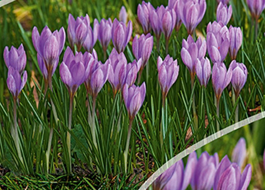 Botanische Krokusse, Grün erleben, Blumenzwiebeln GartenCenter Klipphahn