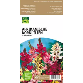 Afrikanische Kornlilie
