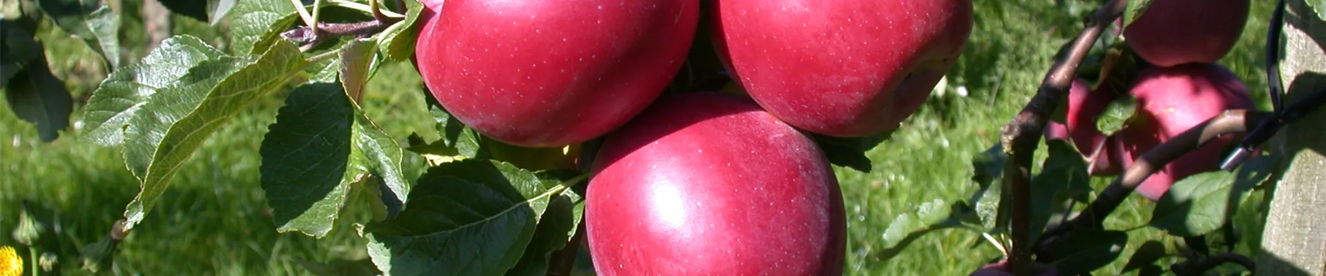 Malus domestica 'Enterprise'®