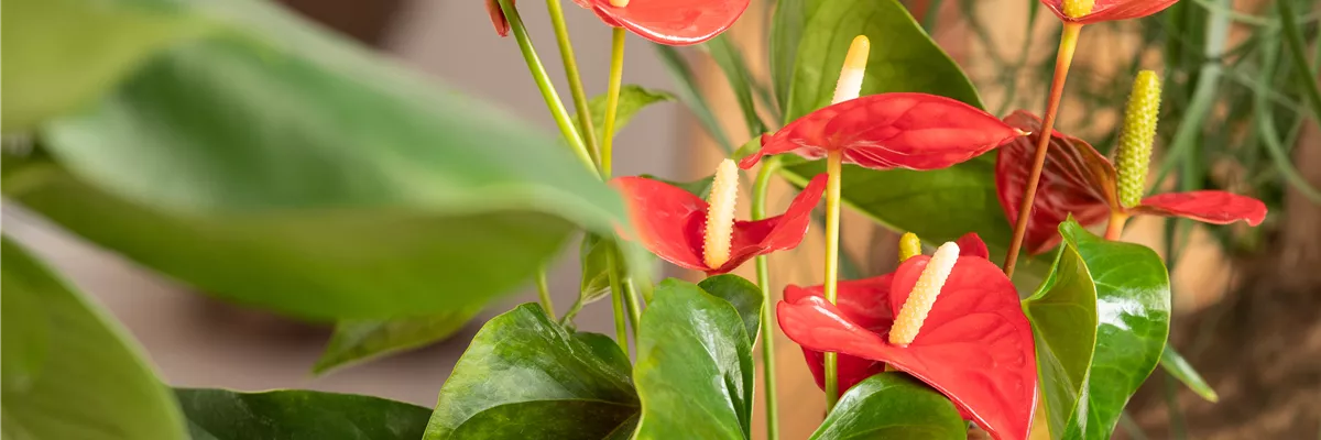 Anthurium x andreanum, rot