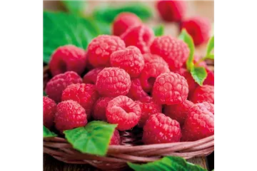 OBSTGARTEN! OBSTGARTEN!