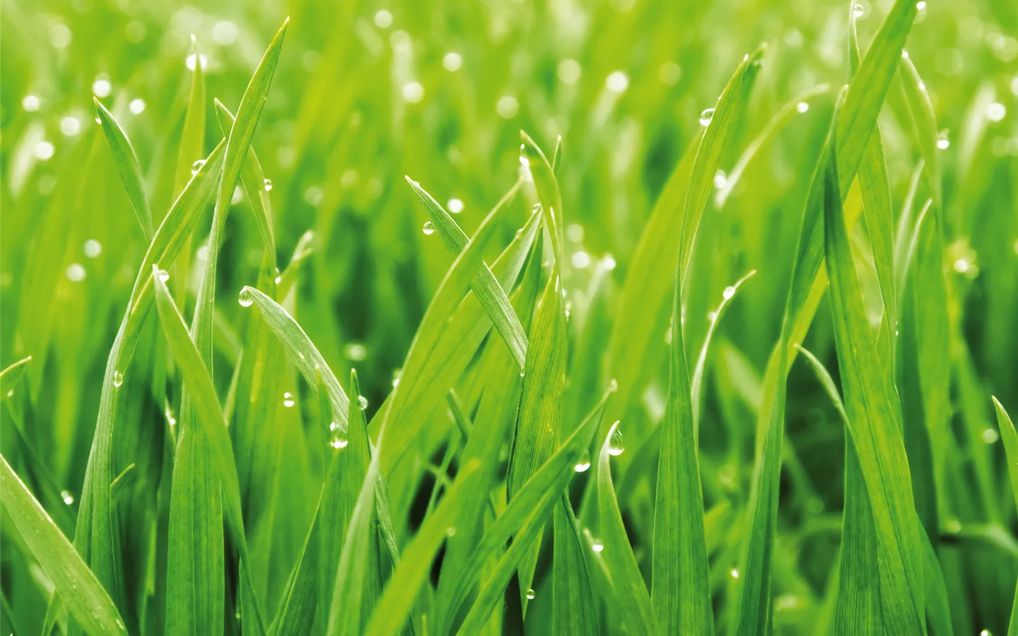 FRISCH FÜR SIE GESCHÄLT - ROLLRASEN