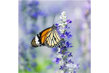 NEKTAR-GARTEN! NEKTAR-GARTEN!