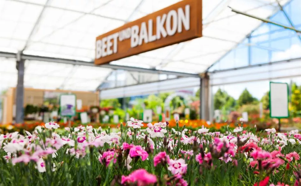 Balkonpflanzen - FÜR DIE SCHÖNSTE JAHRESZEIT!