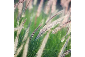 WINDSPIELE! WINDSPIELE!