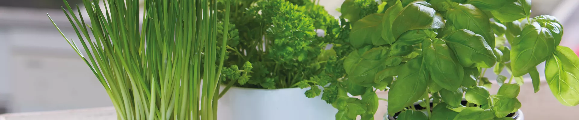 WIE GEHT... KüCHENKRäUTER