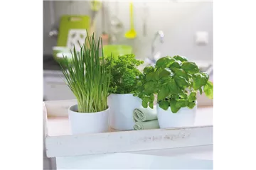 WIE GEHT... KüCHENKRäUTER WIE GEHT... KüCHENKRäUTER