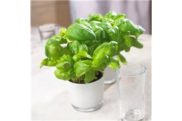 KüCHENFREUNDE! KüCHENFREUNDE!