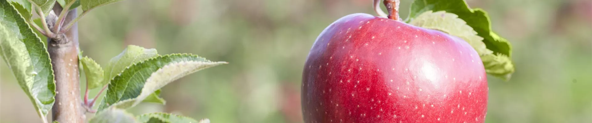 Obstbäume schneiden