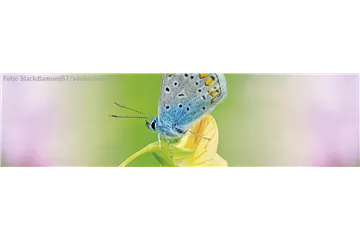 ALLES BIO, ODER WAS? 