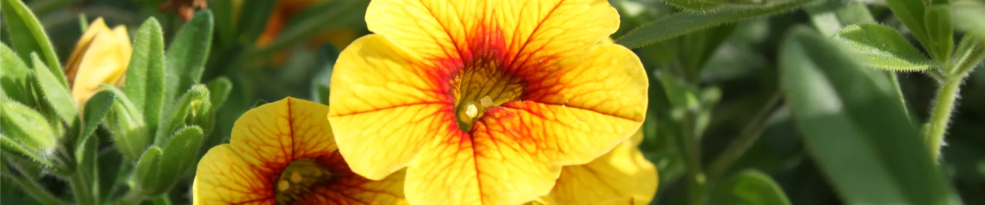 PFLANZE DES MONATS MAI: ZAUBERGLÖCKCHEN