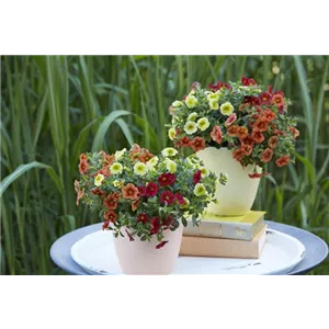 PFLANZE DES MONATS MAI: ZAUBERGLÖCKCHEN