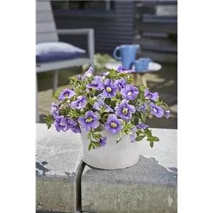 PFLANZE DES MONATS MAI: ZAUBERGLÖCKCHEN