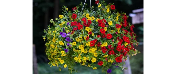 PFLANZE DES MONATS MAI: ZAUBERGLÖCKCHEN