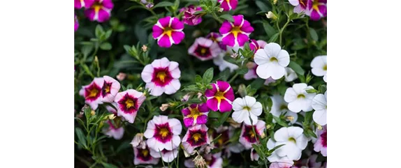 PFLANZE DES MONATS MAI: ZAUBERGLÖCKCHEN