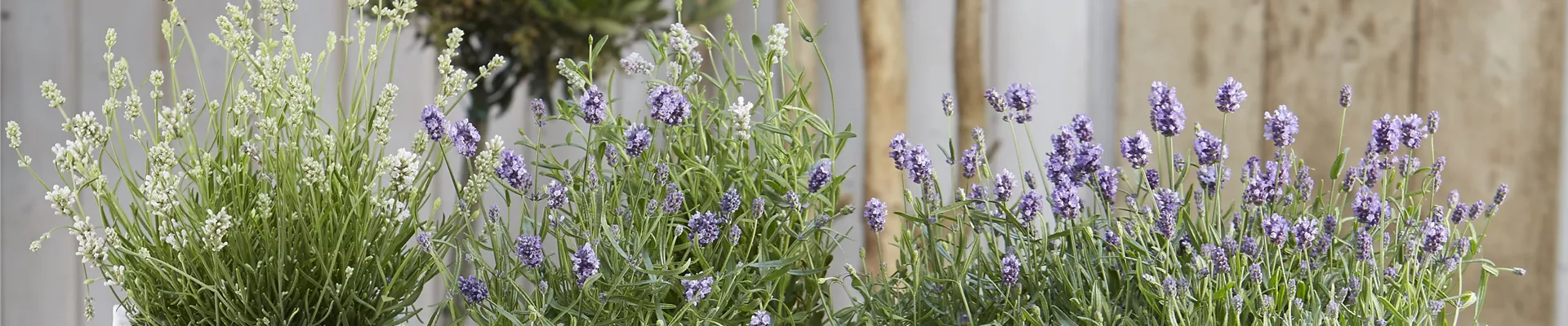 ICH FLIEG’ AUF DICH! 