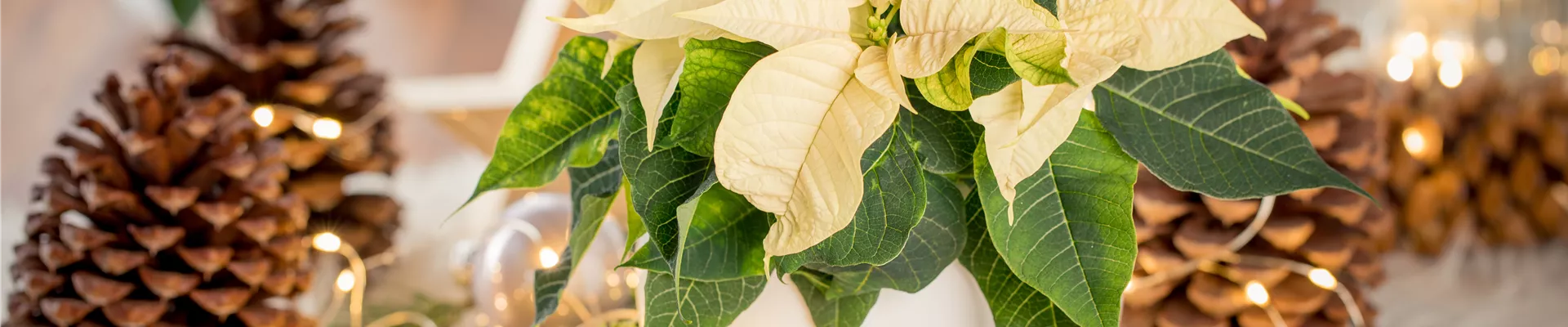 Euphorbia pulcherrima