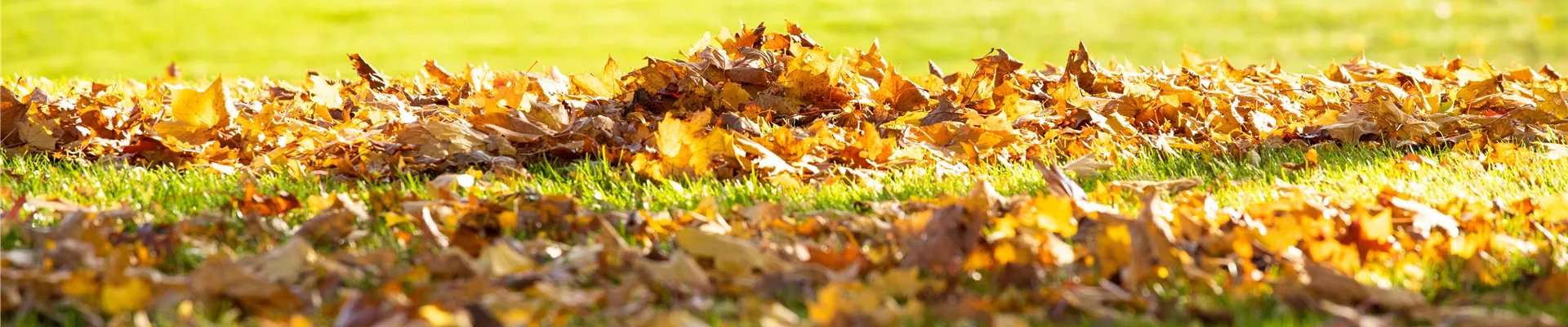 Herbst - Laub auf Rasen