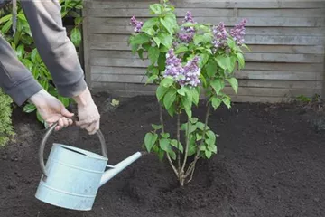 Flieder - Einpflanzen im Garten