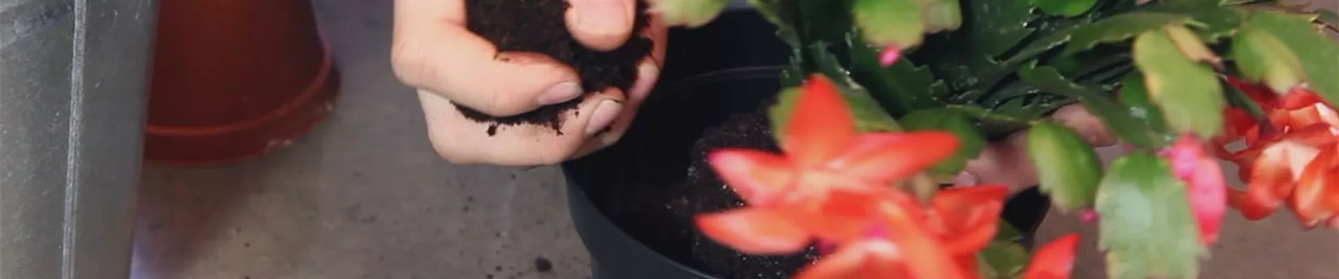 Weihnachtskaktus – Einpflanzen in ein Gefäß 5