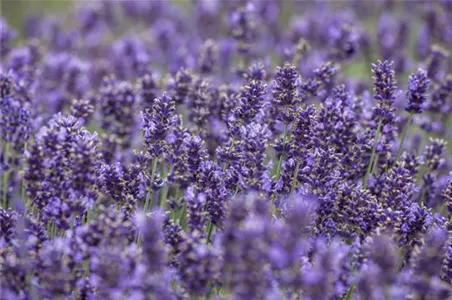 Lavendel