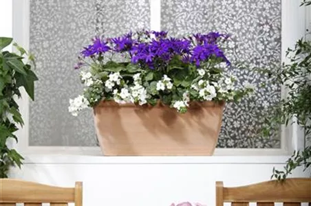 WINTERHARTE PFLANZEN FüR DEN BALKON