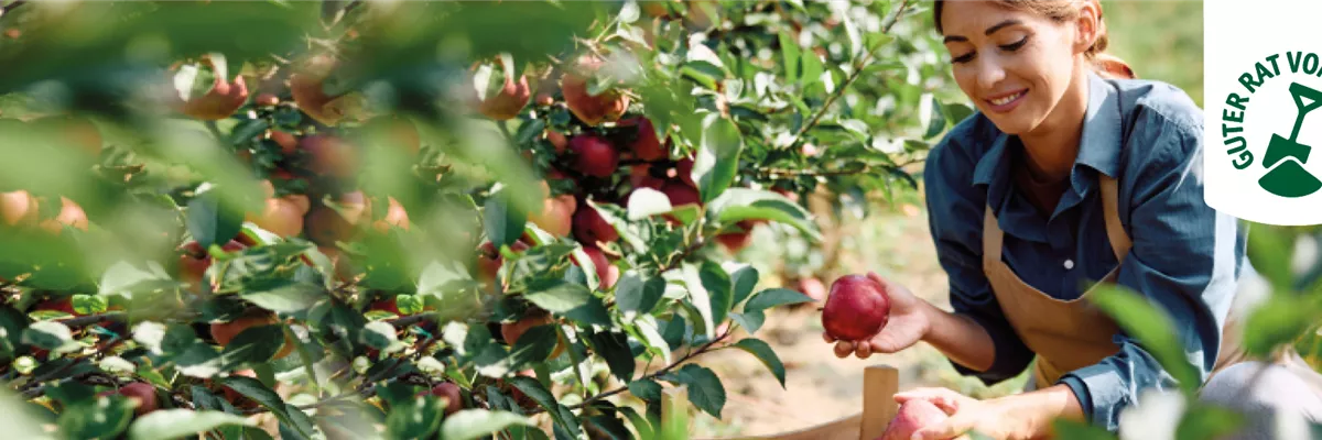 OBSTGARTEN!