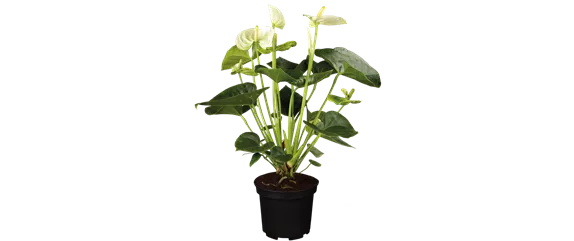 SCHöNE SCHLICHTHEIT!