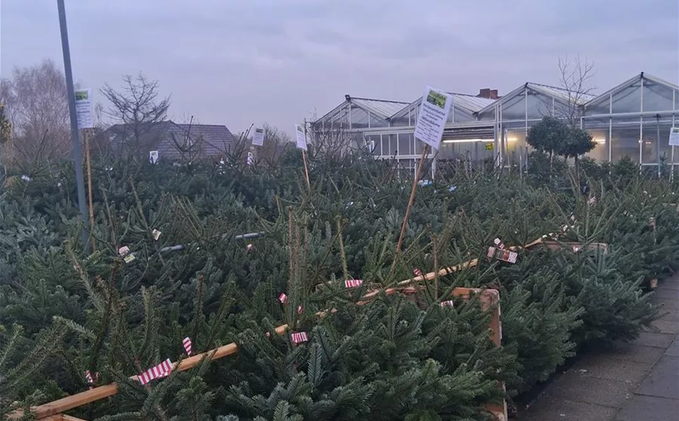 Unsere frischen Tannenbäume sind da!🌲