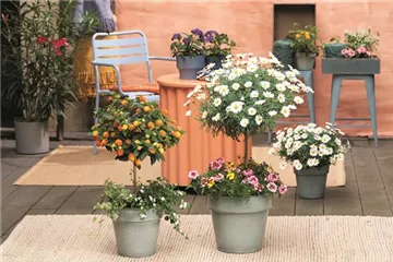 SOMMERLICHE BLÜTENPRACHT!