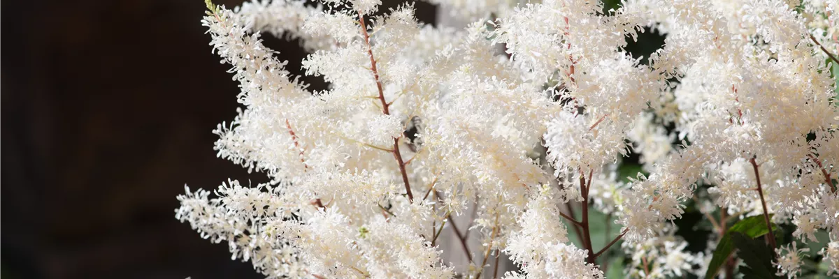 PFLANZE DER WOCHE: ASTILBE