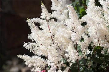 PFLANZE DER WOCHE: ASTILBE