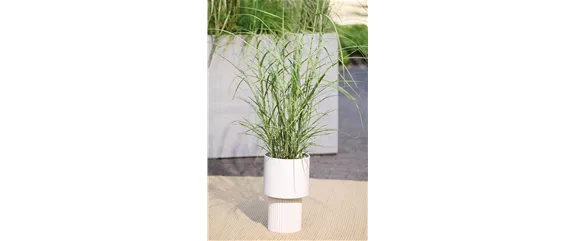 NATÜRLICH SCHÖN! GRÄSER FÜR EIN STILVOLLES GARTENAMBIENTE. 